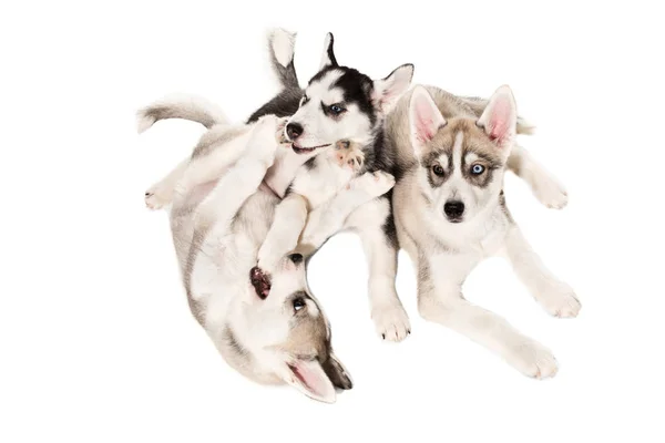 Skupina Happy Sibiřský Husky Štěňata Bílém Pozadí Pes Kopírovat Prostor — Stock fotografie