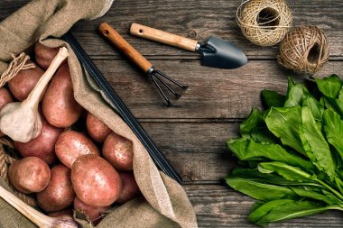 Çiğ patates bir keten çanta, roka, sarımsak, Bahçe Küreği ve Komisyon, gıda arka plan, üstten görünüm