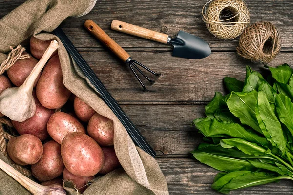 Πρώτων πατάτες σε μια τσάντα λινό, ρόκα, σκόρδο, φτυάρι και τσουγκράνα, φόντο τροφίμων, κορυφαία θέα — Φωτογραφία Αρχείου