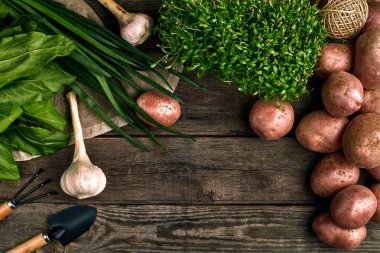 Kırmızı patates çuval bezi, yeşil sarımsak ve bir bahçe küreği ve ahşap kahverengi zemin üzerine komisyon