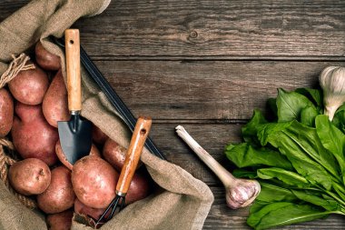 Kırmızı patates çuval bezi, yeşil sarımsak ve bir bahçe küreği ve ahşap kahverengi zemin üzerine komisyon