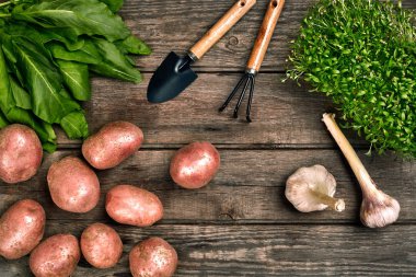 Kırmızı patates çuval bezi, yeşil sarımsak ve bir bahçe küreği ve ahşap kahverengi zemin üzerine komisyon