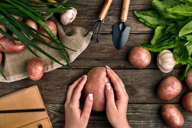 Büyük patates eller, Bahçe aletleri, Yeşiller, soğan, sarımsak ve patates ahşap bir zemin üzerine üstten görünüm