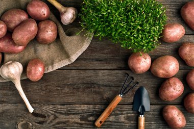 Kırmızı patates çuval bezi, yeşil sarımsak ve bir bahçe küreği ve ahşap kahverengi zemin üzerine komisyon