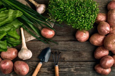 Kırmızı patates çuval bezi, yeşil sarımsak ve bir bahçe küreği ve ahşap kahverengi zemin üzerine komisyon