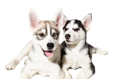 İki sevimli küçük husky yavru beyaz arka plan üzerinde izole