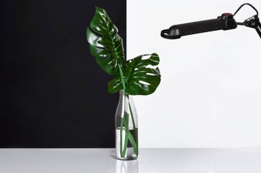 Tablo, siyah ve beyaz duvar kapalı bitki