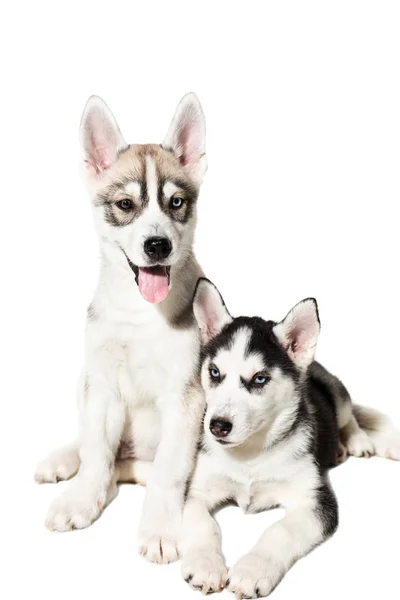 Dos pequeños cachorros husky lindo aislado sobre fondo blanco —  Fotos de Stock