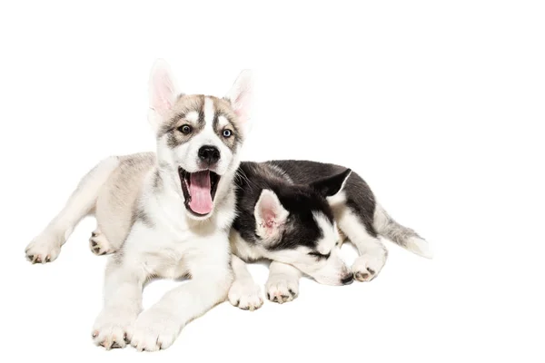 Dois bonito pouco husky filhotes isolado no fundo branco — Fotografia de Stock