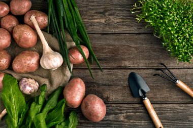 Bahçecilik aletleri ve taze sebzelerin üzerine ahşap arka plan