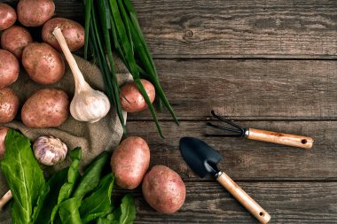 Bahçecilik aletleri ve taze sebzelerin üzerine ahşap arka plan