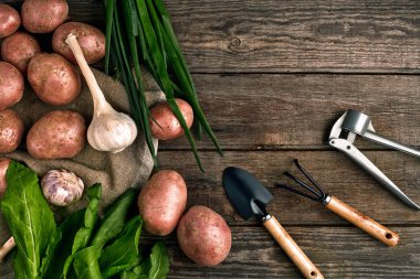 Bahçecilik aletleri ve taze sebzelerin üzerine ahşap arka plan