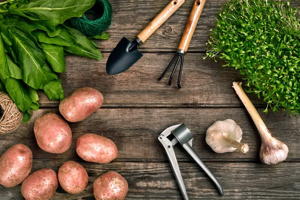 Κόκκινες πατάτες λινάτσα, σκόρδο με την πρασινάδα και έναν κήπο φτυάρι και τσουγκράνα σε ένα ξύλινο καφέ φόντο — Φωτογραφία Αρχείου