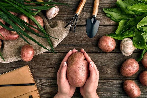 Μεγάλη πατάτα στα γυναικεία χέρια, προβολή επάνω σε φόντο ξύλινη με εργαλεία κήπου, χόρτα, κρεμμύδια, σκόρδο και πατάτες — Φωτογραφία Αρχείου