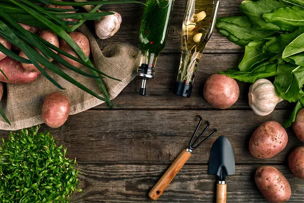Φρέσκιες πατάτες, λάδι, σκόρδο και πικάντικα βοτάνων σε φόντο ξύλινη κουζίνα. Φρέσκα λαχανικά από τον κήπο σας. — Φωτογραφία Αρχείου