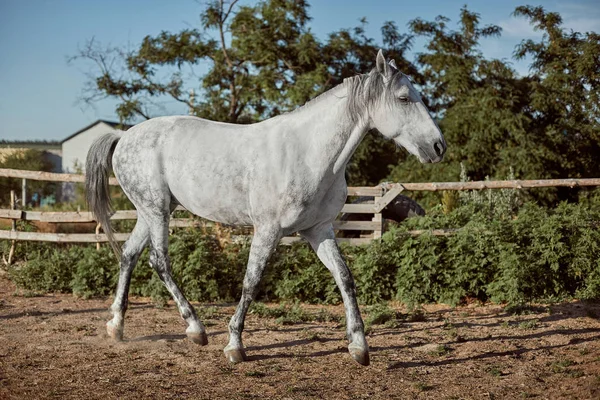 屋外のペンで純血種の馬と — ストック写真