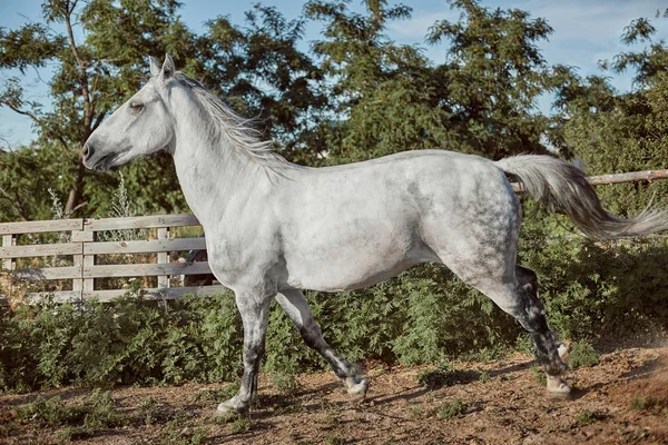 Volbloed paard in een hok buiten en — Stockfoto