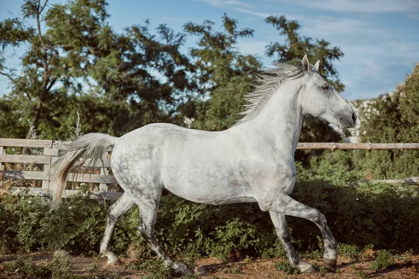 屋外のペンで純血種の馬と — ストック写真