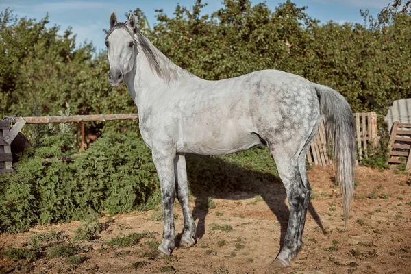 Καθαρόαιμο άλογο σε ένα στυλό σε εξωτερικούς χώρους και — Φωτογραφία Αρχείου