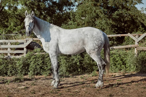 屋外のペンで純血種の馬と — ストック写真