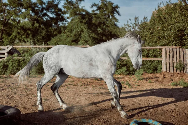 Thoroughbred horse in a pen outdoors and — Stock Photo, Image