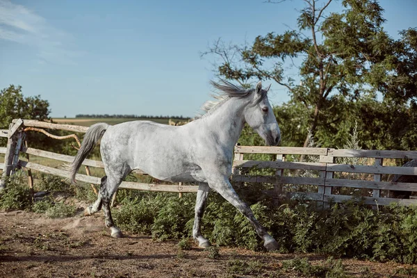 Тістоподібний кінь в ручці на відкритому повітрі і — стокове фото