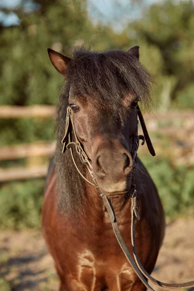 Mooie bruine pony, close-up van de snuit, leuk uiterlijk, mane, achtergrond van het runnen van veld, corral, bomen — Stockfoto