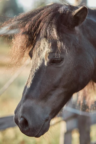 Belo cavalo marrom, close-up de focinho, olhar bonito, crina, fundo de campo de corrida, curral, árvores — Fotografia de Stock