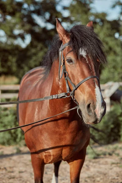 Belo cavalo marrom, close-up de focinho, olhar bonito, crina, fundo de campo de corrida, curral, árvores — Fotografia de Stock