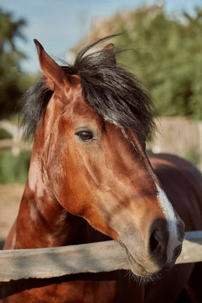 Mooi bruin paard, close-up van de snuit, leuk uiterlijk, mane, achtergrond van het runnen van veld, corral, bomen — Stockfoto
