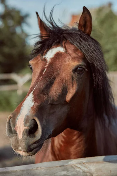 Beau cheval brun, gros plan du museau, regard mignon, crinière, fond de champ de course, corral, arbres — Photo