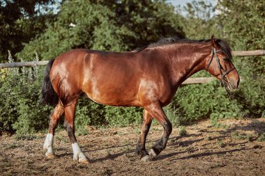 Yakışıklı at padok içinde. Çiftlik. Çiftlik.