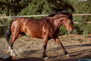 Yakışıklı at padok içinde. Çiftlik. Çiftlik.