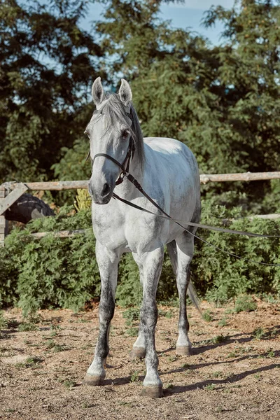 Bella, tranquilla, cavallo bianco aspetta nel paddock — Foto Stock