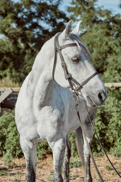 Красивий, тихий, білий кінь чекає на весло — стокове фото