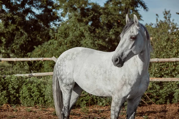 Όμορφο, ήσυχο, άσπρο άλογο περιμένει στο περιφραγμένο λιβάδι — Φωτογραφία Αρχείου