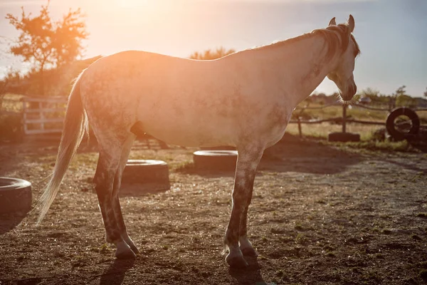 Bonito, silencioso, cavalo branco espera em paddock — Fotografia de Stock
