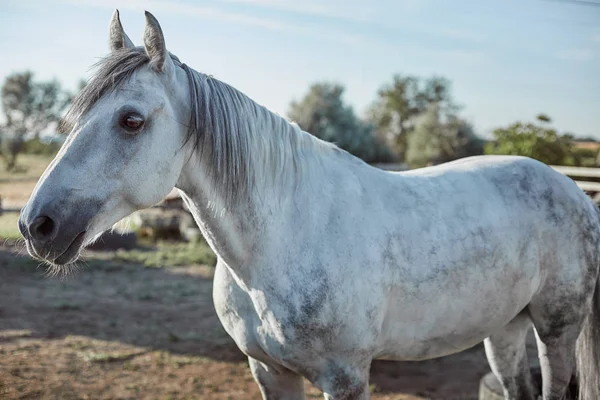 Mooie, rustige, witte paard wacht in de paddock — Stockfoto