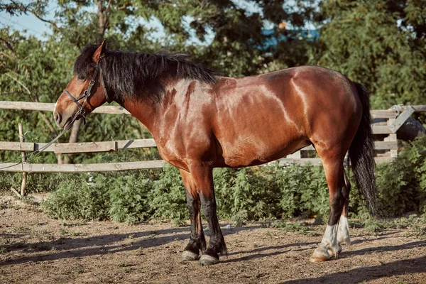 Bonito cavalo na doca. Fazenda. Fazenda . — Fotografia de Stock