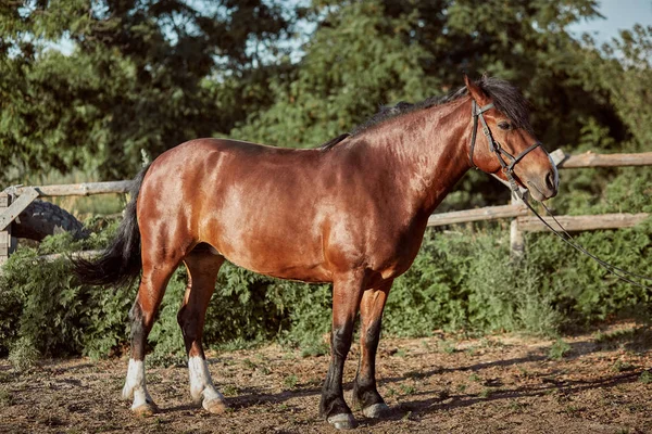 Un caballo guapo en el paddock. Granja. Rancho . —  Fotos de Stock