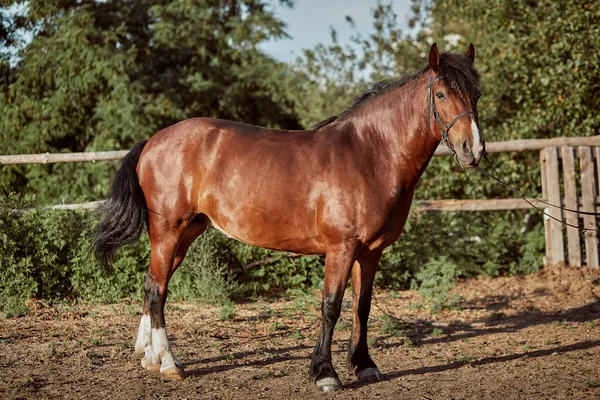 Handsome horse in the paddock. Farm. Ranch. — Stock Photo, Image