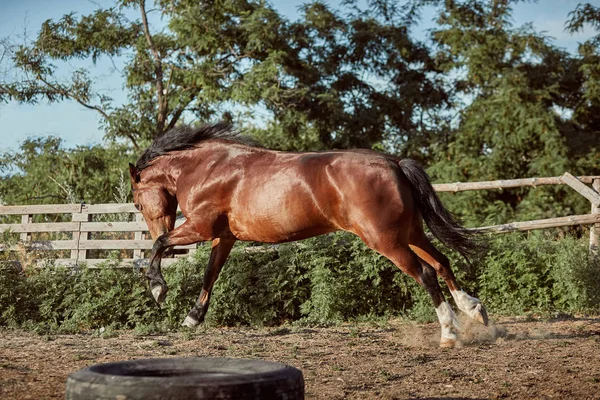 Cavalo correndo na paddock na areia no verão — Fotografia de Stock