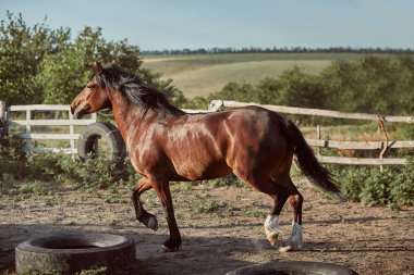 Yakışıklı at padok içinde. Çiftlik. Çiftlik.