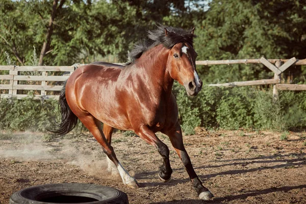 Cavallo che corre nel paddock sulla sabbia in estate — Foto Stock