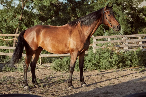 Un caballo guapo en el paddock. Granja. Rancho . —  Fotos de Stock