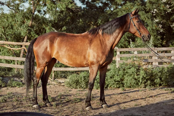 Un caballo guapo en el paddock. Granja. Rancho . — Foto de Stock