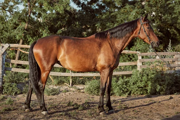 Handsome horse in the paddock. Farm. Ranch. — Stock Photo, Image