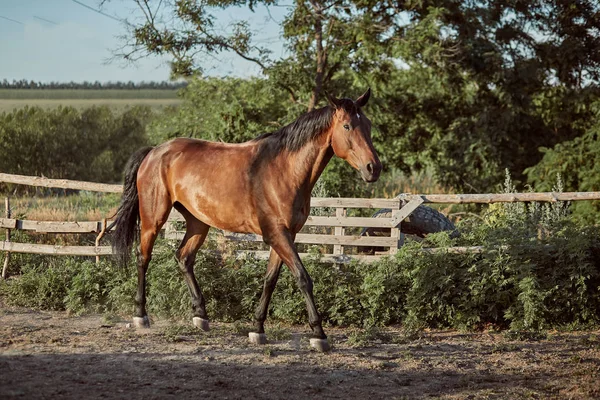 Красивий кінь у весло. Ферма. Ранчо . — стокове фото