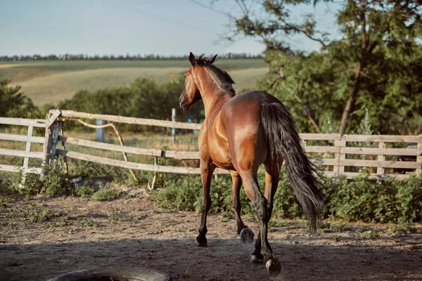 Häst som körs i paddocken på sanden i sommar — Stockfoto