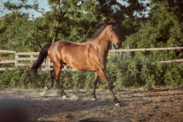 Cavallo che corre nel paddock sulla sabbia in estate — Foto Stock